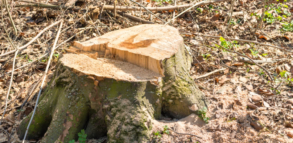 Tree Removal & Land Clearing